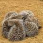 sand-wildlife-zoo-mammal-fauna-cheetah-741766-pxhere.jpg