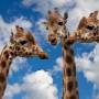 74_girafes.jpg