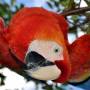 bird-flower-animal-red-beak-fauna-810341-pxhere.com.jpg