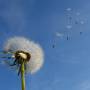 dandelion_sky_flower_nature_seeds_plant_spring_close-1237197.jpg_d.jpeg