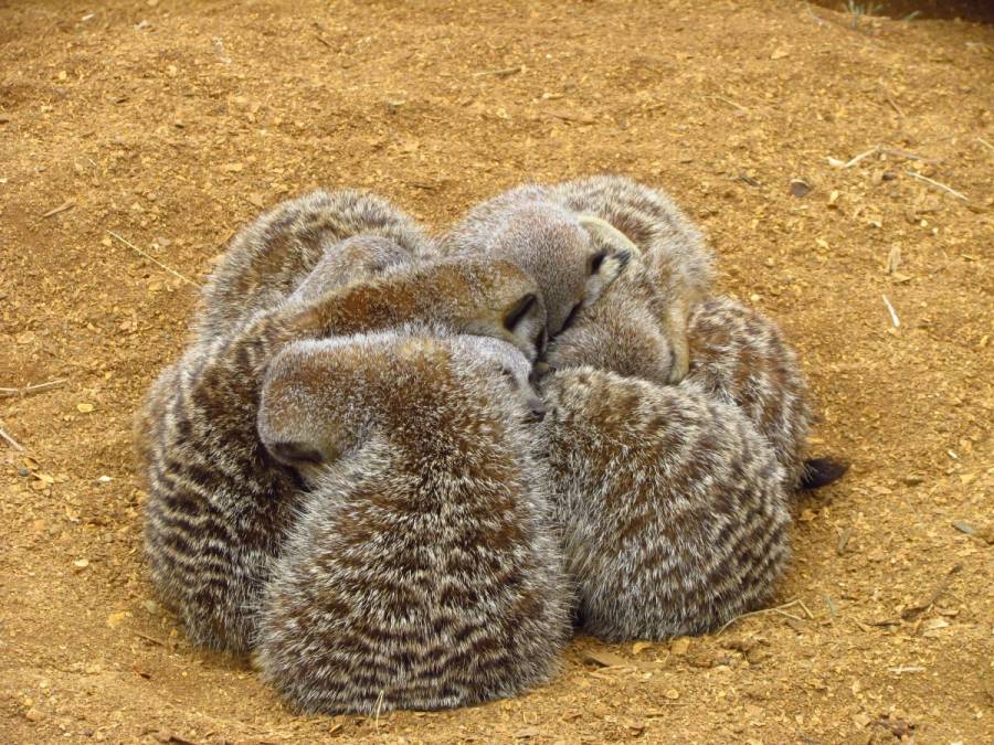 meerkat_cuddle_sand_furry_cuddling_zoo-741766.jpg_d.jpeg