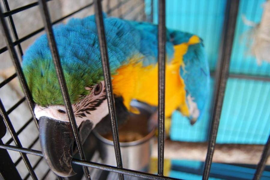 https://pixabay.com/fr/photos/perroquet-cage-cage-%c3%a0-oiseaux-276927/